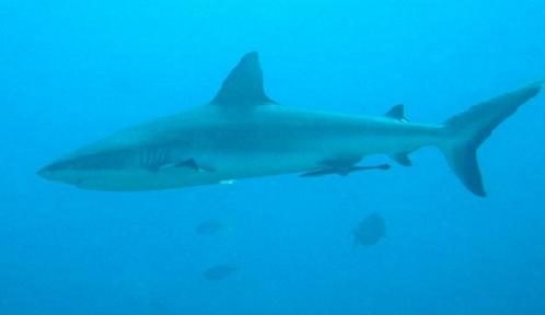 그레이 리프 샤크(Gray Reef Shark)가 위용있게 지나가고 있다. 